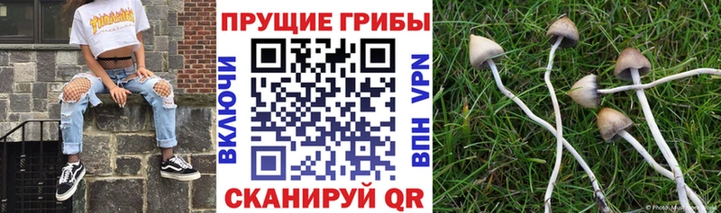 наркота  Елец  Галлюциногенные грибы GOLDEN TEACHER 